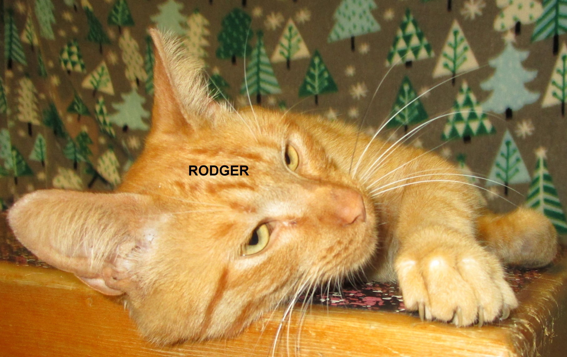 Rodger